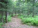 Picturesque Image of the Canaan Community Forest