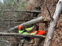 A Student Clearing a Fallen Tree